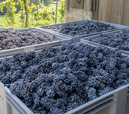 Des vignobles à la bouteille